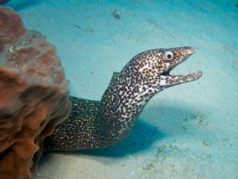 Spotted Moray Eel IMG 4885